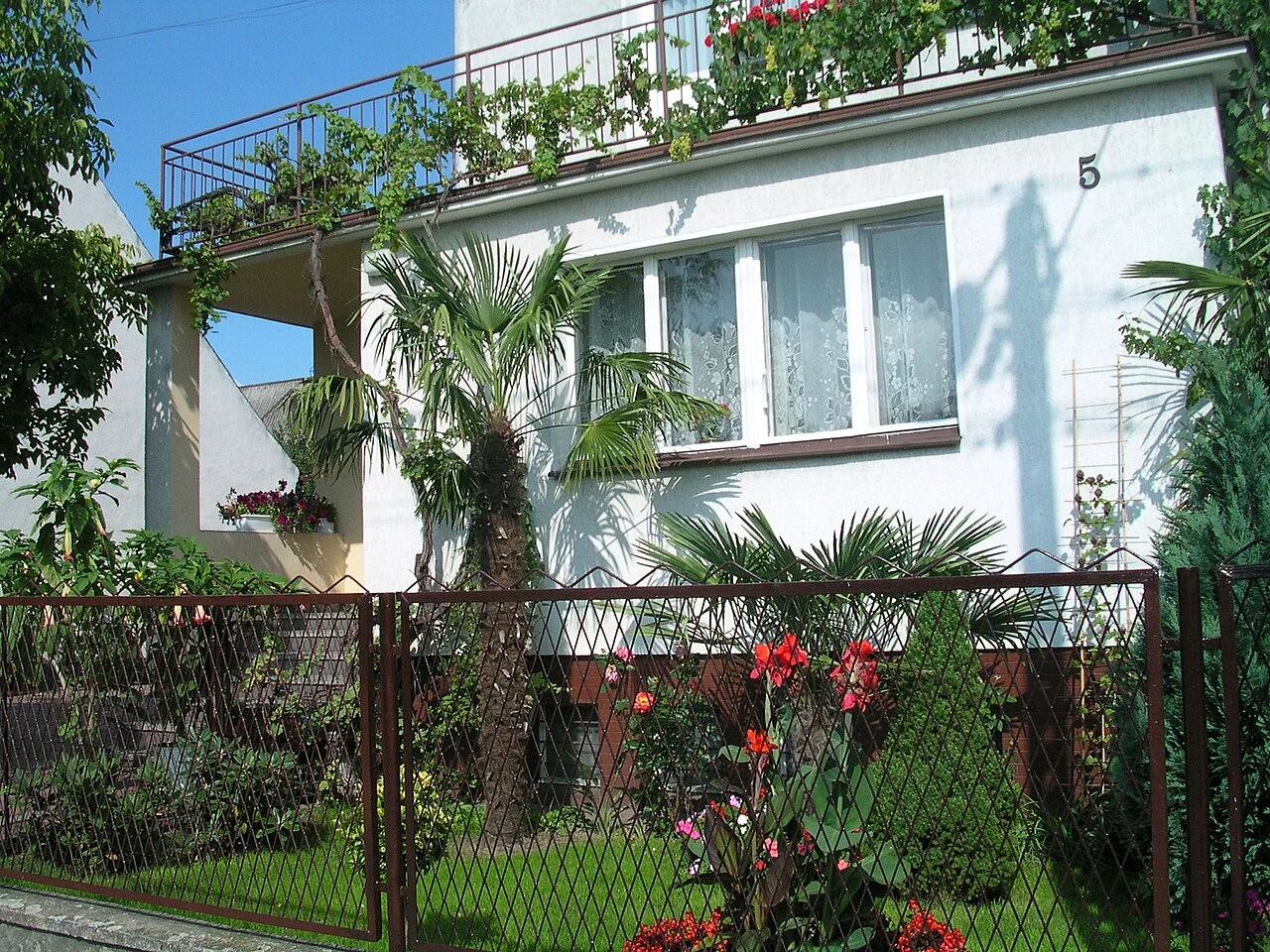 Windmill palms with fan-shaped leaves growing in a small residential garden.
